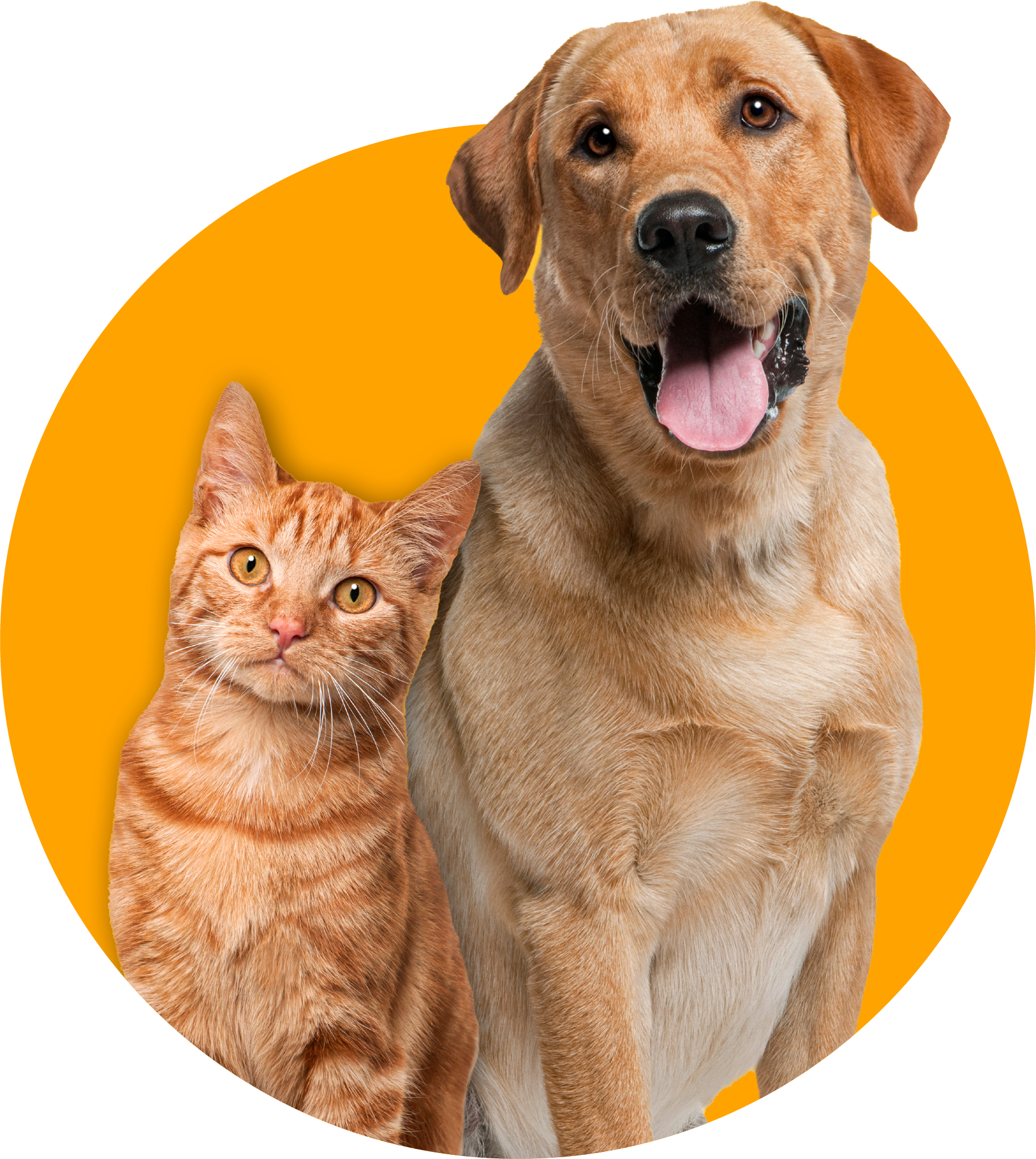 Pet Shop