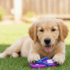 Chinelo de Borracha Brinquedo para Pet Wellmix