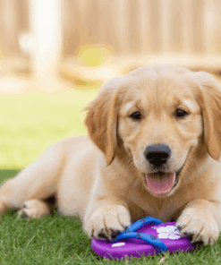 chinelo de Borracha Brinquedo para pet Wellmix